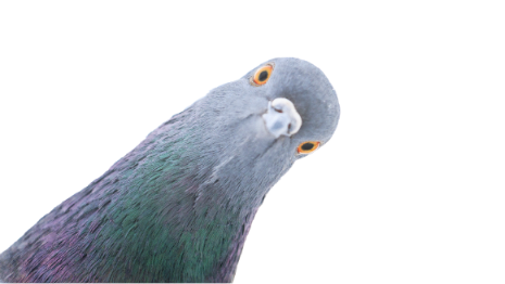 SillyPigeon